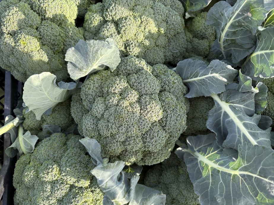 İzmir’in verimli tarım arazilerinde ’yeşil altın’ hasadı