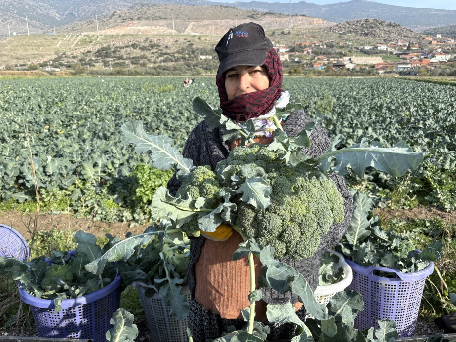 İzmir’in verimli tarım arazilerinde ’yeşil altın’ hasadı