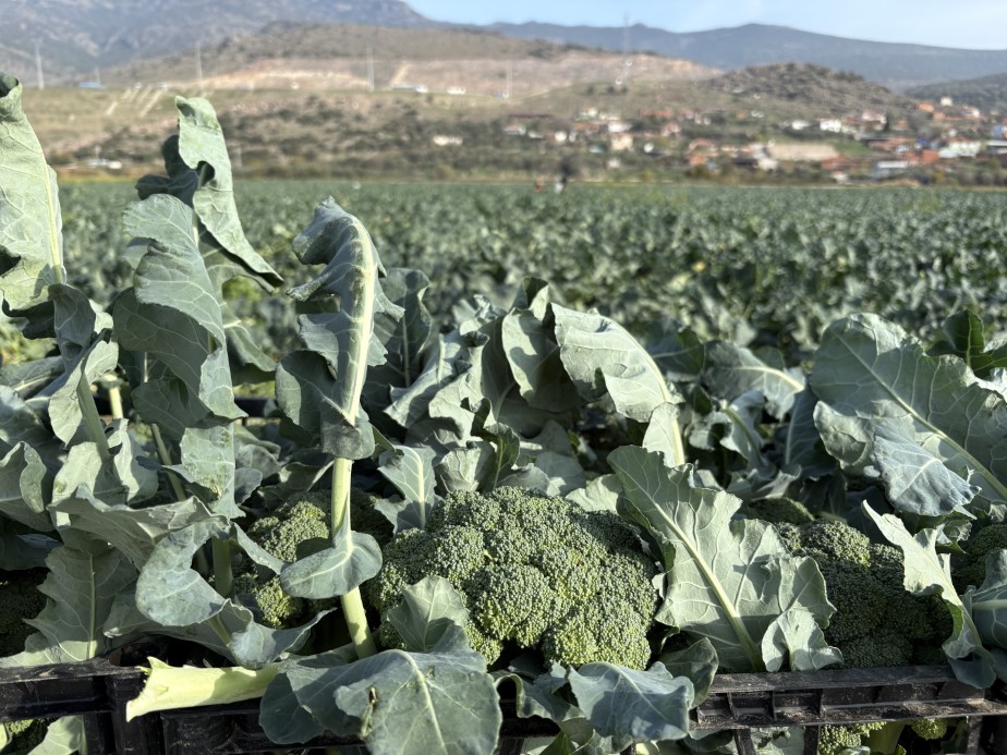 İzmir’in verimli tarım arazilerinde ’yeşil altın’ hasadı