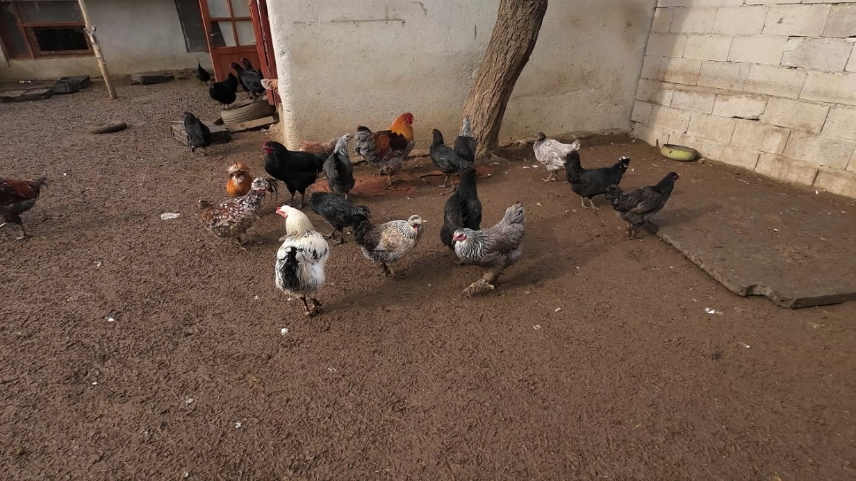 İstanbul’dan memleketi Yozgat’a döndü, binlerce hayvan üreterek geçimini sağlıyor