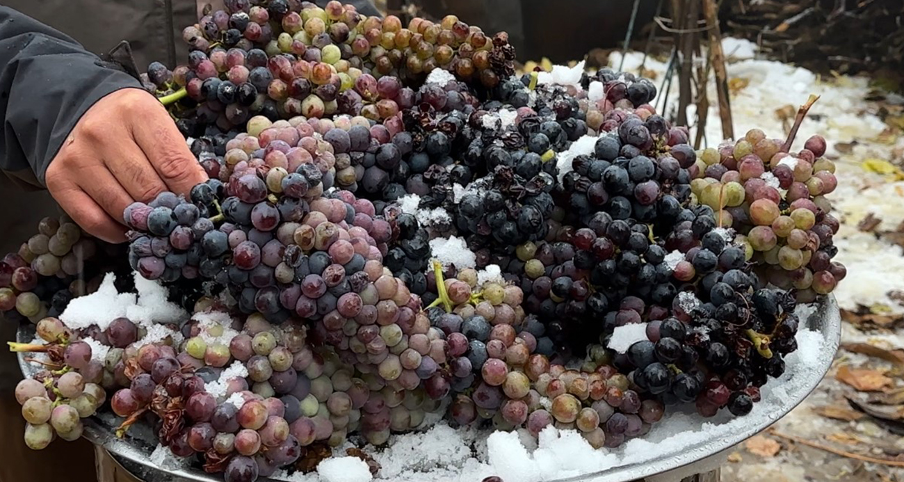 Kışlık üzüm dalından koparıldı