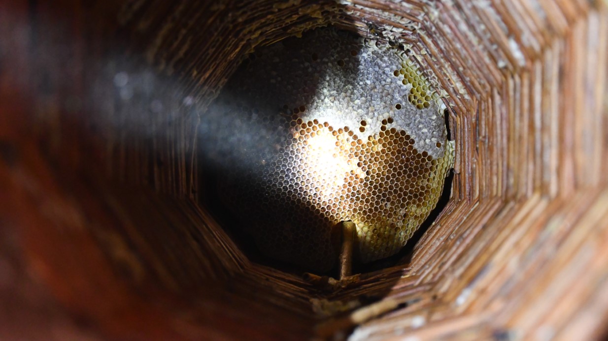 Misafir odasını bal arılarına ayırdı - GÜNDEM