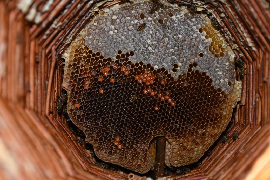 Misafir odasını bal arılarına ayırdı