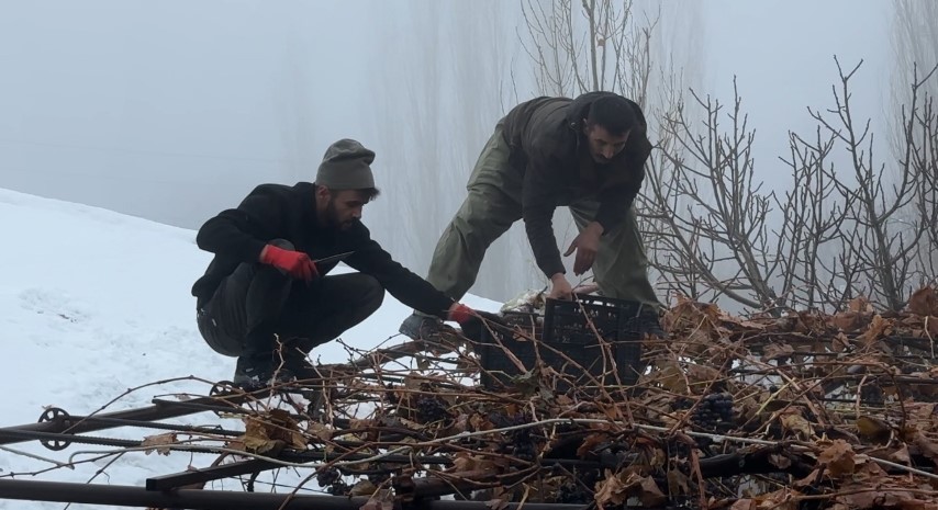 Kara kışa meydan okuyan lezzet: Kışlık üzüm dalından koparıldı