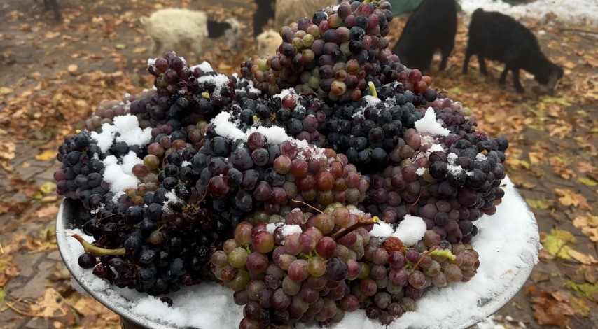 Kara kışa meydan okuyan lezzet: Kışlık üzüm dalından koparıldı