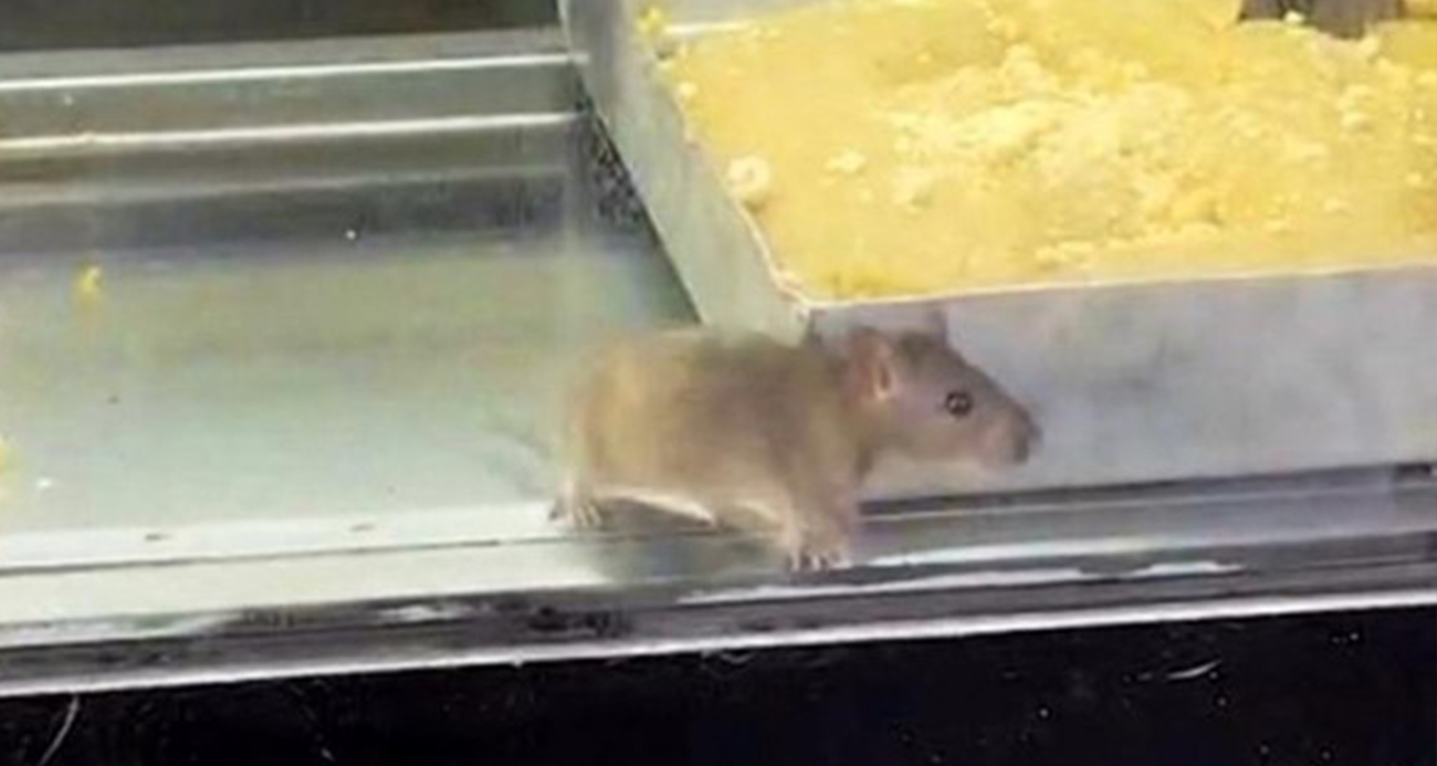 İzmir’den iğrenç görüntü: Börek tezgahlarında fare cirit attı