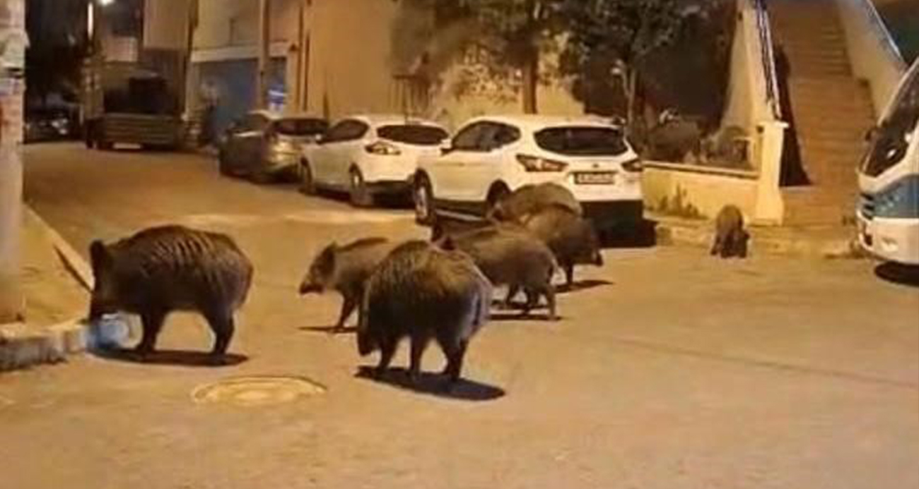 İzmir, sokaklarında domuz sürüleri ile doğal yaşam parkına döndü