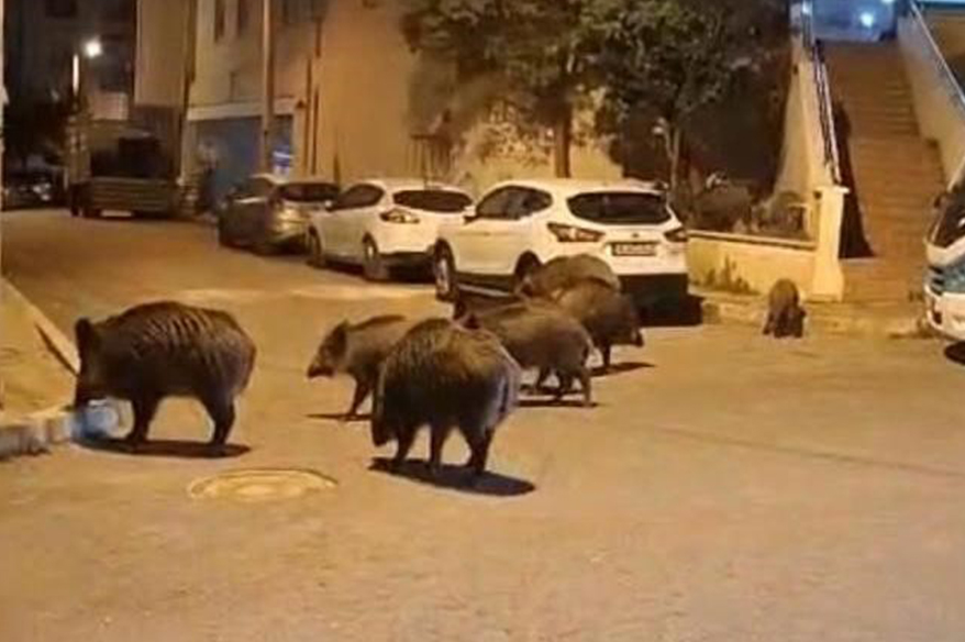 İzmir, sokaklarında domuz sürüleri ile doğal yaşam parkına döndü