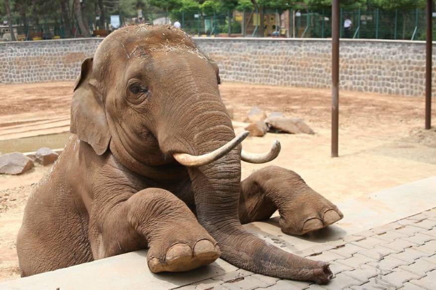 Fatma Şahin’den CHP’li Başarır’a yalanlama
