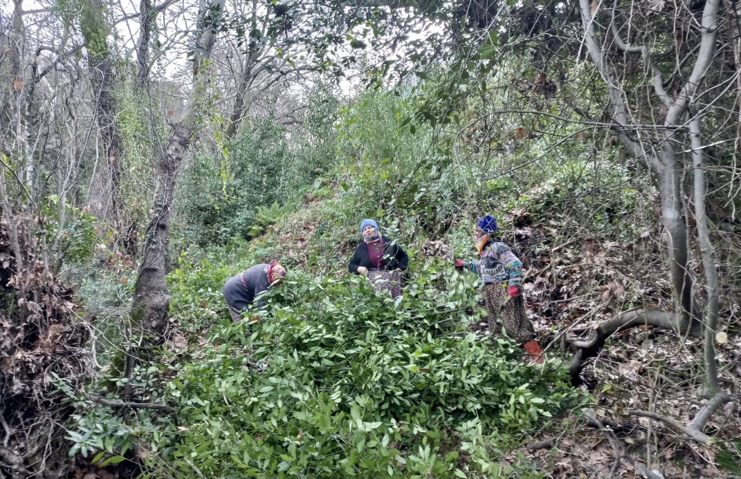 Kilogramı 25 liradan satılan defne yaprağı bir köyün geçim kaynağı oldu
