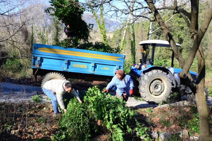 Kilogramı 25 liradan satılan defne yaprağı bir köyün geçim kaynağı oldu
