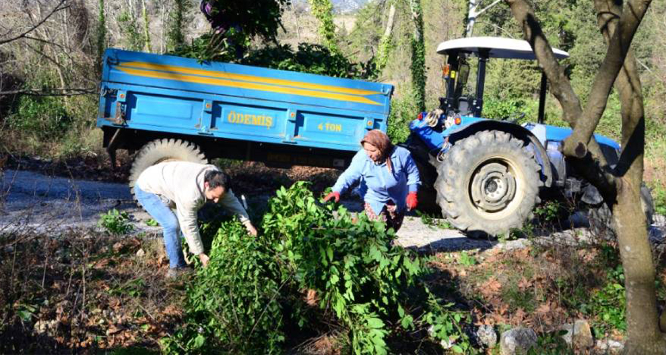Defne yaprağı bir köyün geçim kaynağı oldu