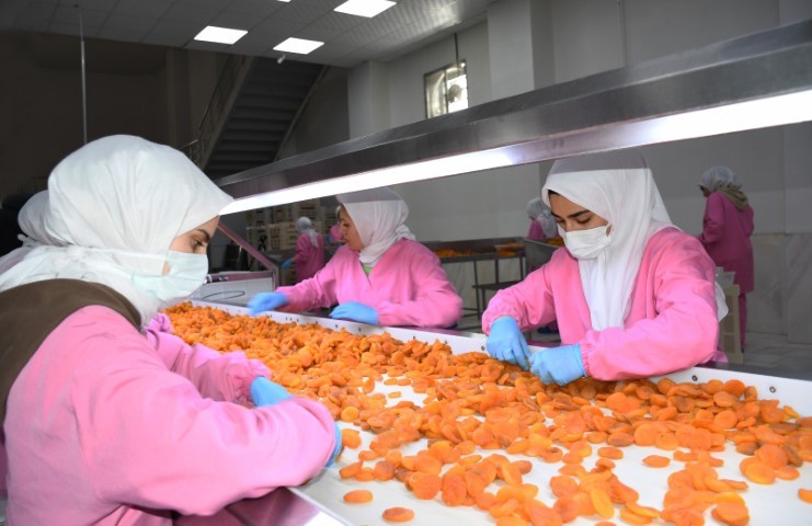 Malatya’da kuru kayısıda 11 ayda 275 milyon dolar gelir elde edildi