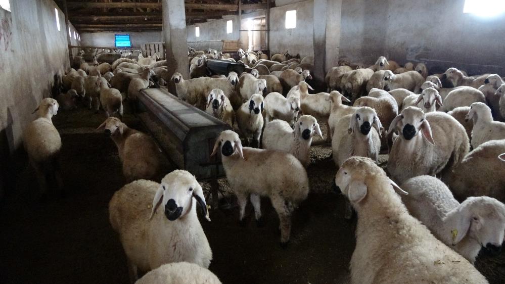 Babasıyla tartıştı, vadeli koyun alarak kendi sürüsüne sahip oldu