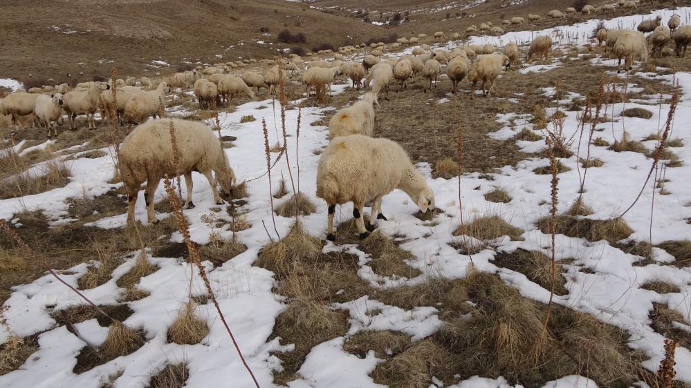 Babasıyla tartıştı, vadeli koyun alarak kendi sürüsüne sahip oldu