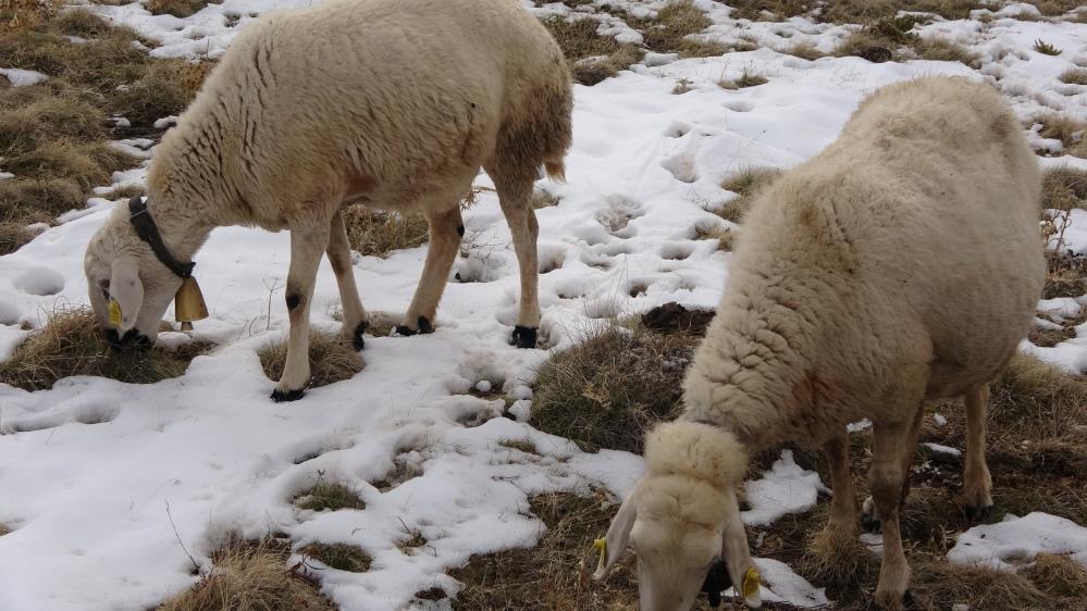Babasıyla tartıştı, vadeli koyun alarak kendi sürüsüne sahip oldu