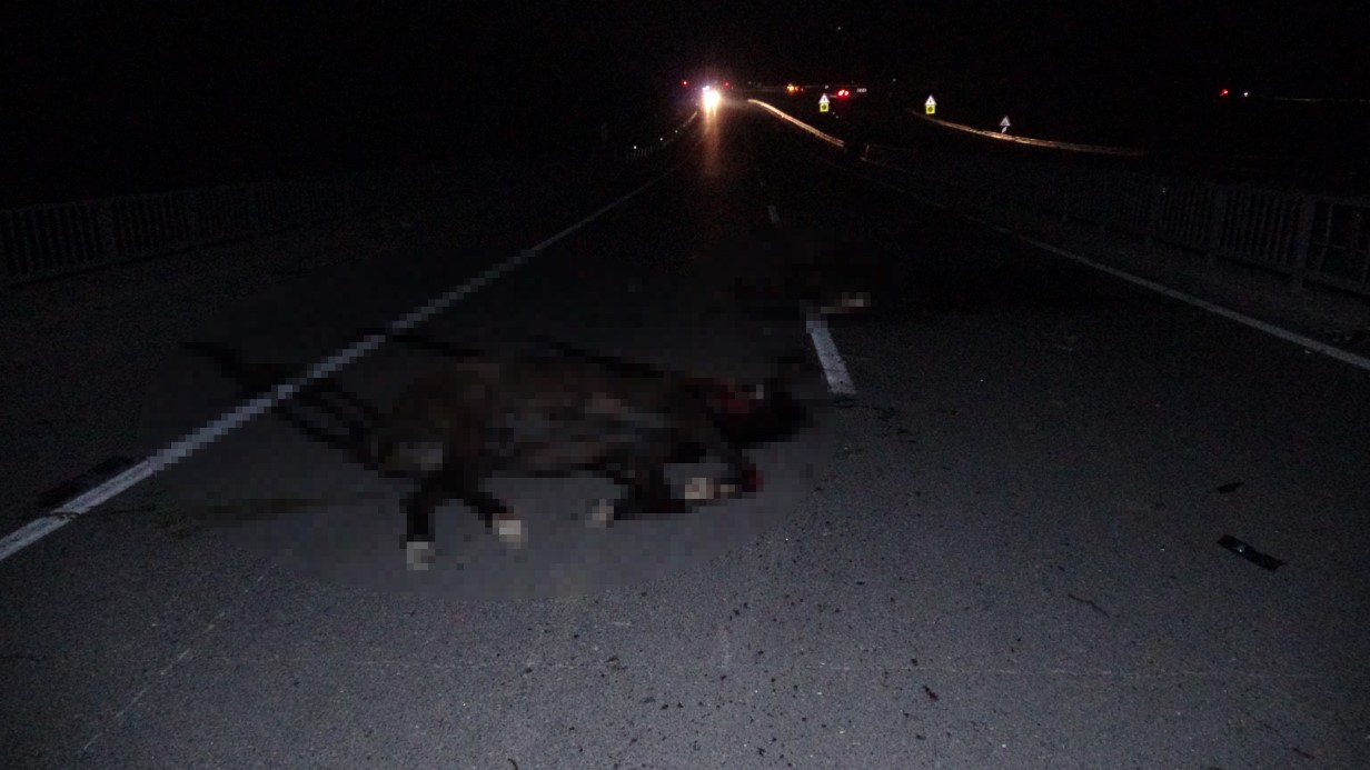 Malatya’da feci olay: Milyonluk taylar karayolunda telef oldu