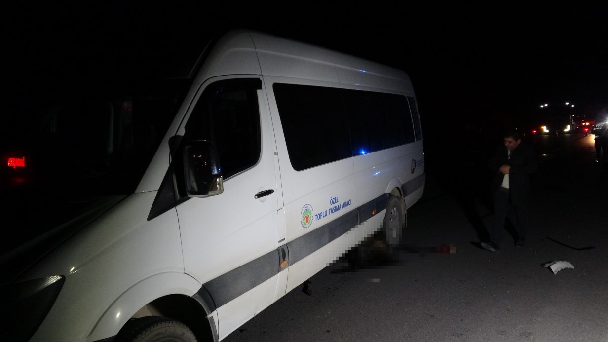 Malatya’da feci olay: Milyonluk taylar karayolunda telef oldu