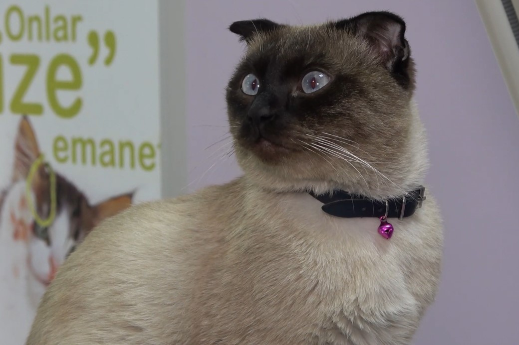 Evcil hayvan sahiplerine "mikroçip" uyarısı: Son gün 31 Aralık, taktırmayana ceza