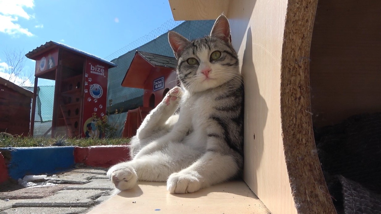 Evcil hayvan sahiplerine 