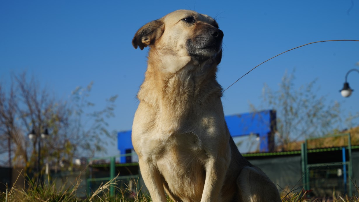 Evcil hayvan sahiplerine 