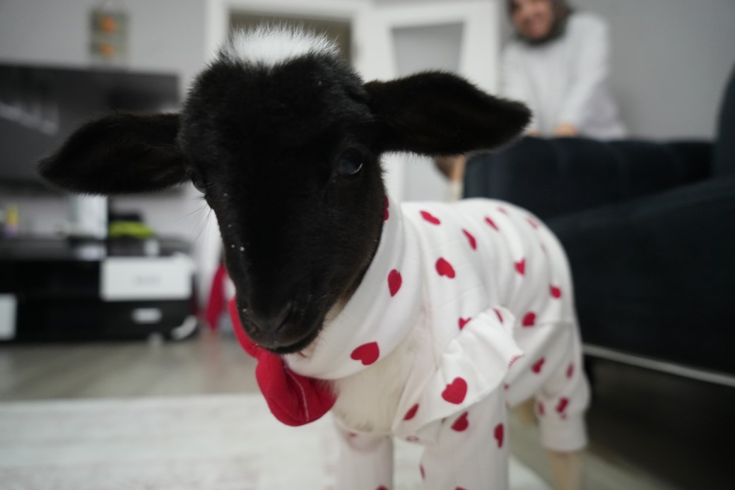 Annesi ölen kuzuya evinde bebek gibi bakıyor