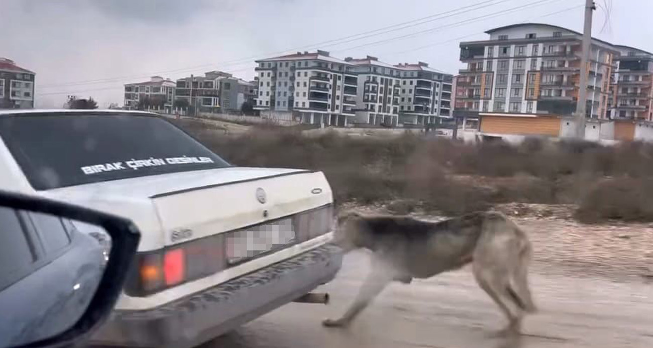 Köpeği aracın arkasına bağlayarak seyretti