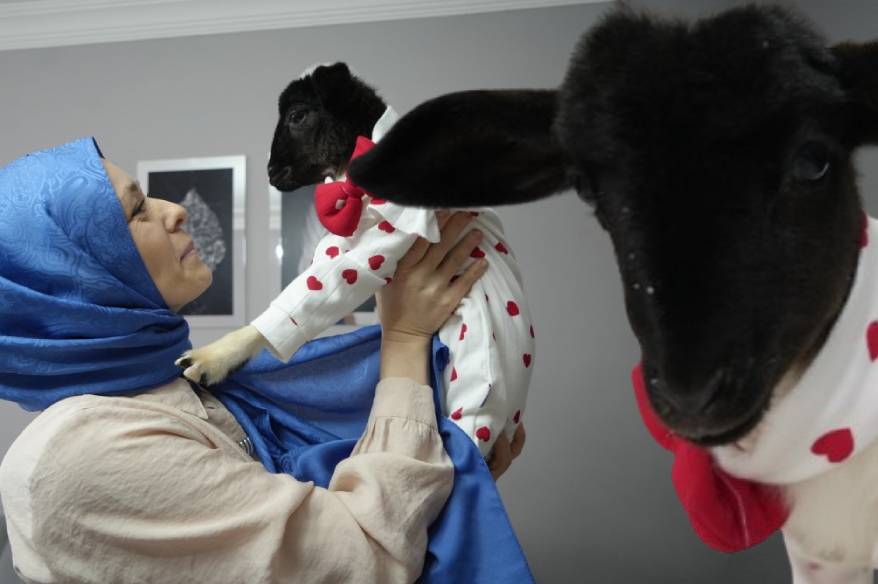 Annesi ölen kuzuya evinde bebek gibi bakıyor