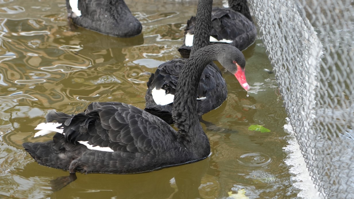 Kar yağışını fırsata çeviren Ankaralılar parklara akın etti