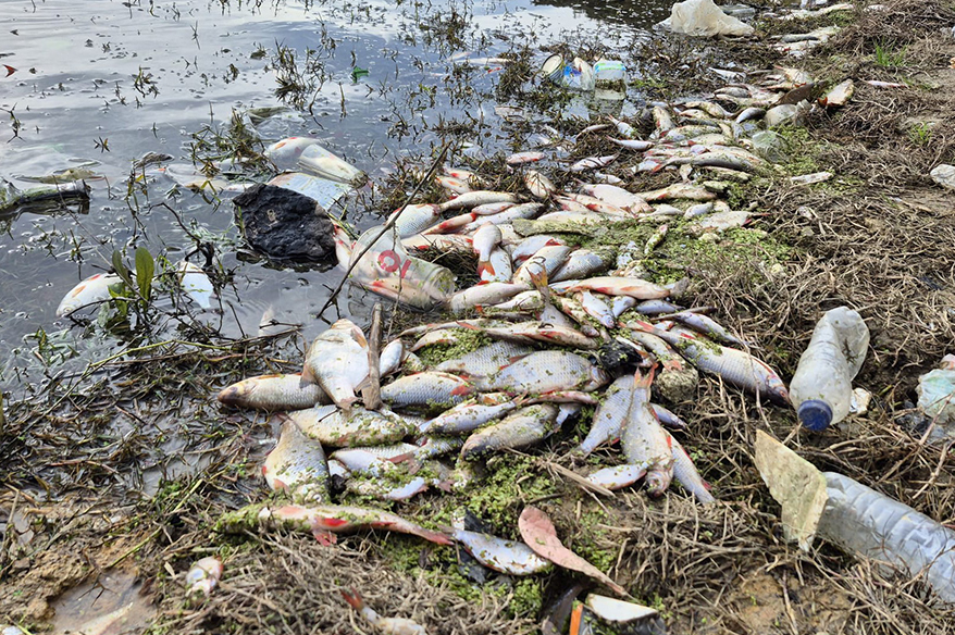 Eyüpsultan’da gölette yosun patlaması