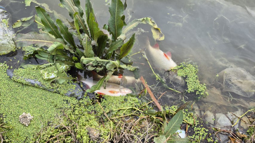 Eyüpsultan’da gölette yosun patlaması: Çok sayıda balık telef oldu