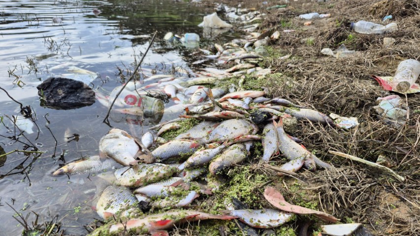 Eyüpsultan’da gölette yosun patlaması: Çok sayıda balık telef oldu