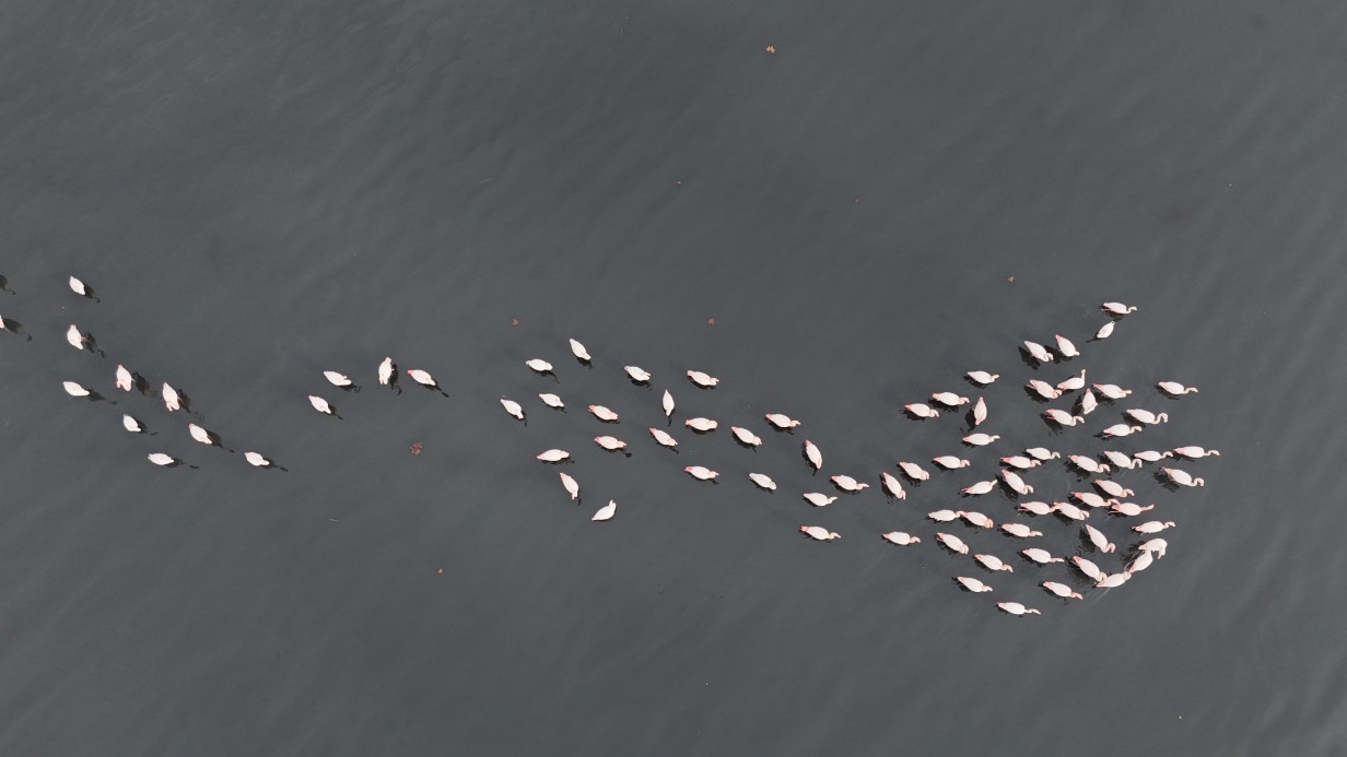 İzmit Körfezi’ne flamingo akını, sayıları katlandı