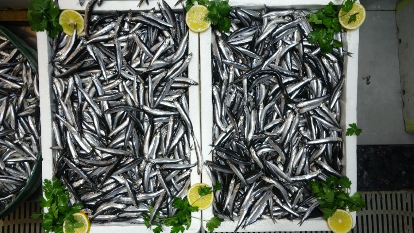 Türkiye’nin hamsi ihracatında Avrupa ülkeleri ilk sırada