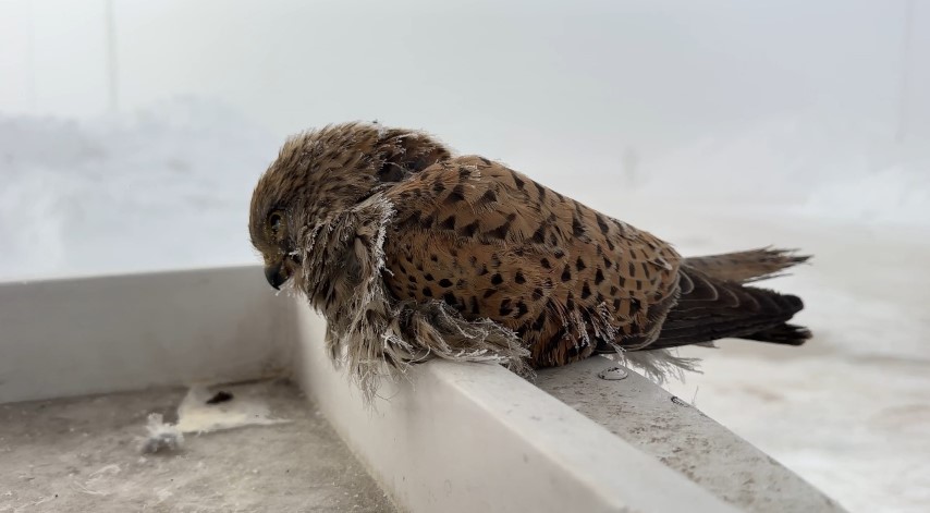 Yüksekova’da yürek burkan manzara: Konduğu yerde dondu