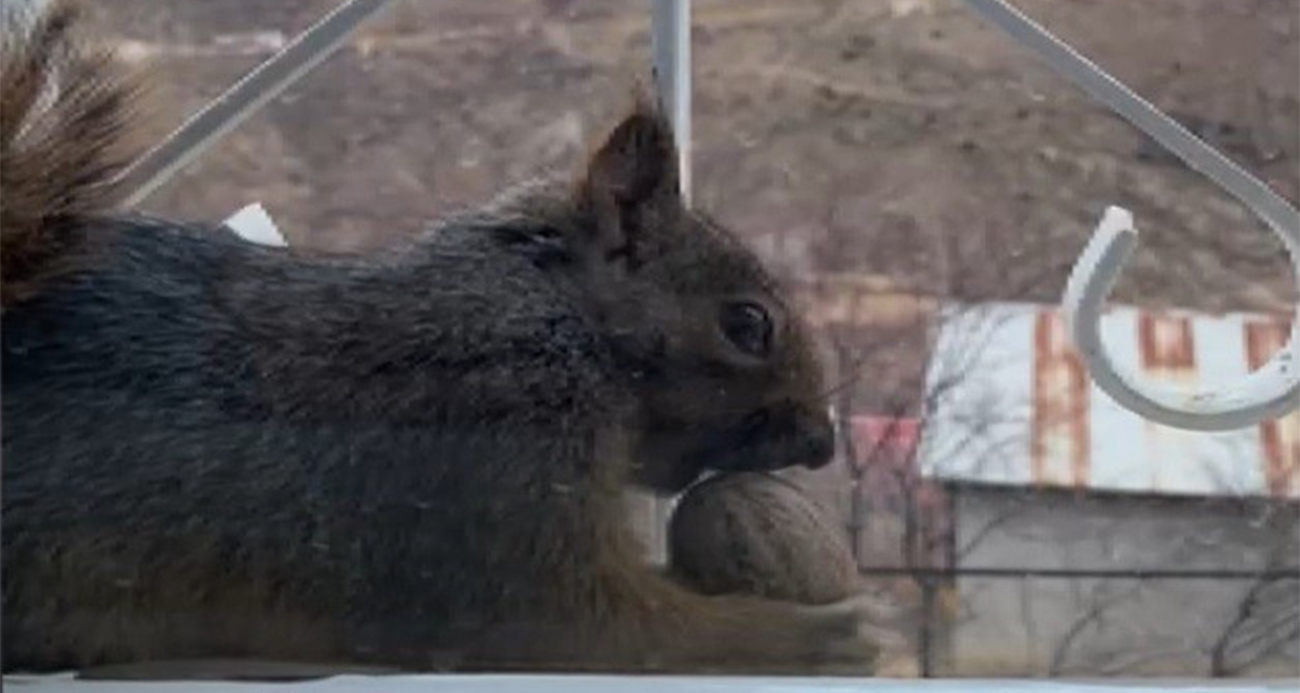 Erzincan’ın Kemaliye ilçesine bağlı Taşdibi Mahallesi’nde aç kalan sincaplar, mahalle sakinlerinin şefkatiyle pencerelere misafir oluyor.