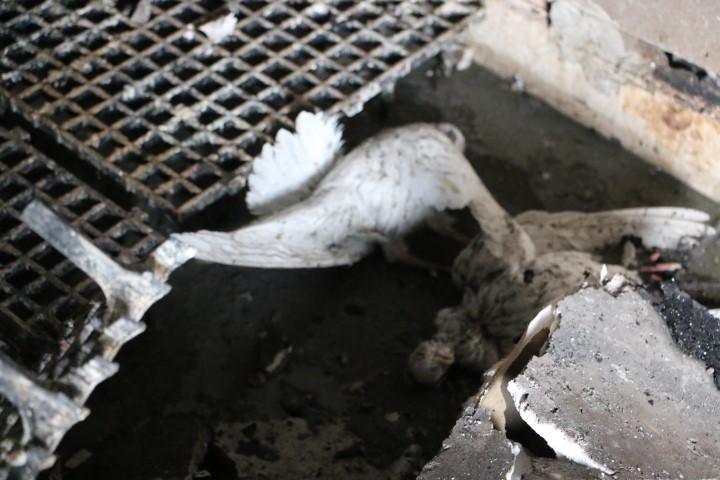 Türkiye’de bir ilkti: Diyarbakır’daki güvercin otelinde çıkan yangında 100’den fazla kuş telef oldu