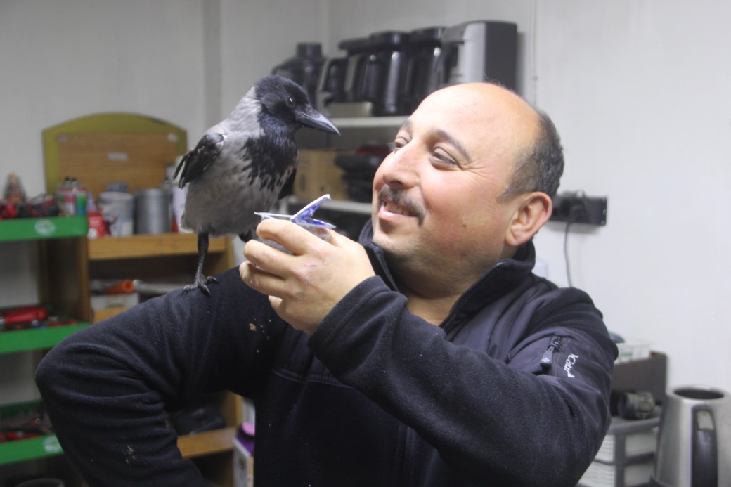 Tamirci çırağı karga