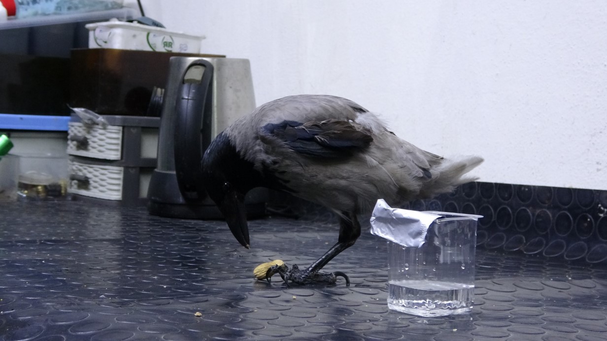 Tamirci çırağı karga