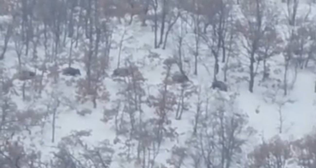 Malatya’da aç kalan domuz ve kurtlar, yerleşim yerlerine indi