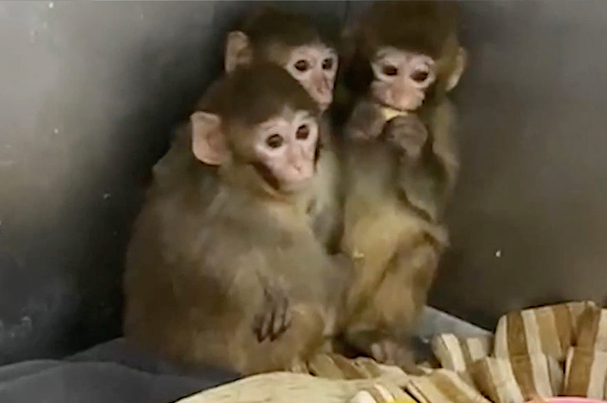 Bursa’da 3 makak maymunu koruma altına alındı