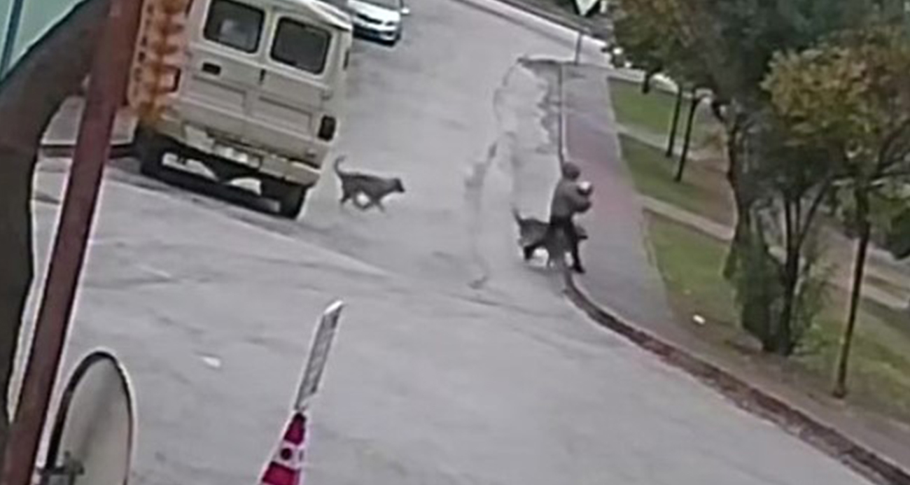 Kurt köpeklerinin saldırı anı kamerada: Küçük köpeği bulunan kadını yere düşürdüler