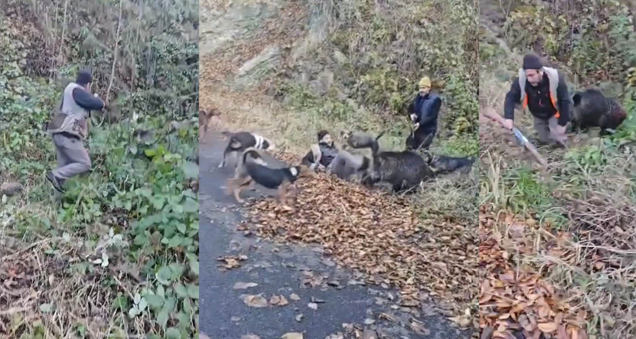 Domuzun saldırısından avcı arkadaşları kurtardı