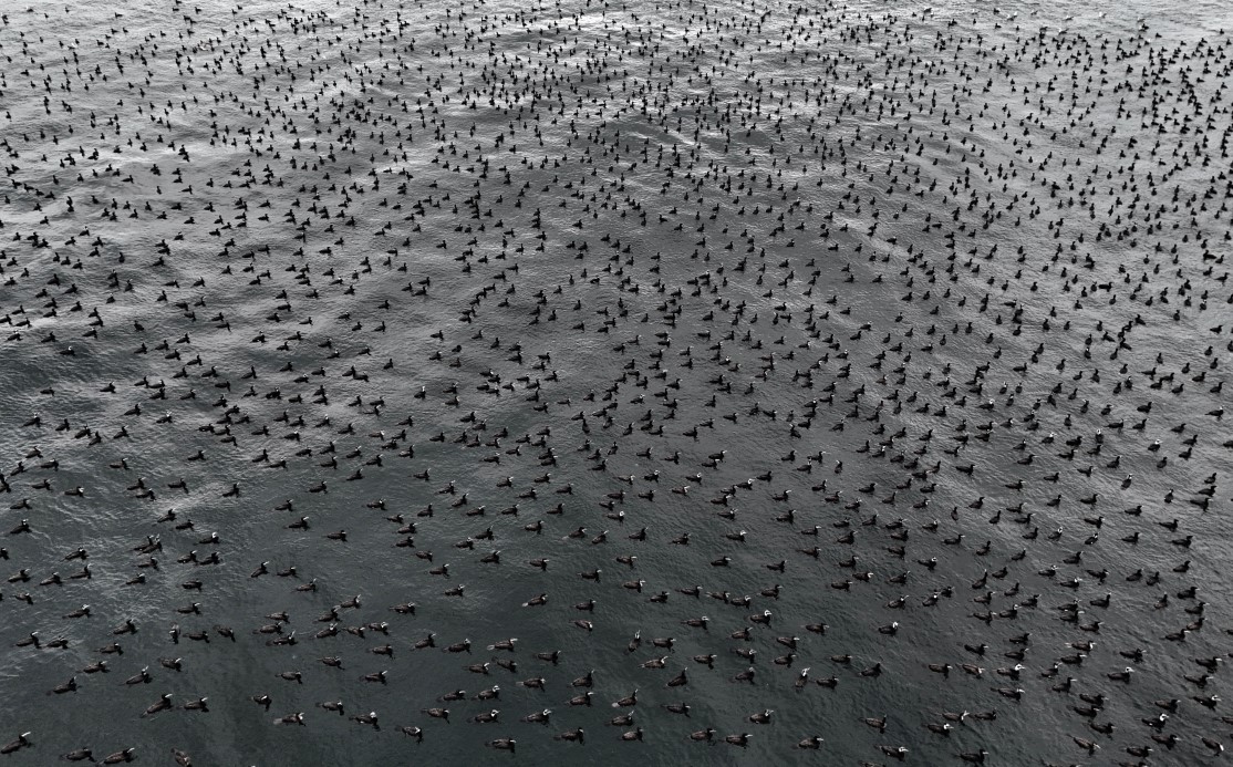 Damatlıklarını giyen karabatak kuşları İstanbul Boğazı’nda bir araya geldi - ÇEVRE