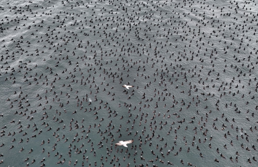 Damatlıklarını giyen karabatak kuşları İstanbul Boğazı’nda bir araya geldi