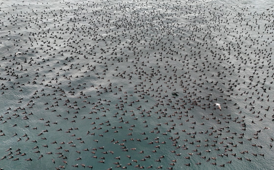Damatlıklarını giyen karabatak kuşları İstanbul Boğazı’nda bir araya geldi