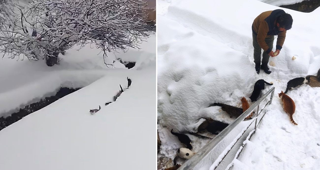 Kedilerin karda yürümeye çalıştığı anlar renkli görüntüler oluşturdu