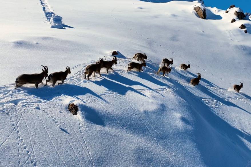 Munzur Dağları’nda yaban keçilerinin göçü havadan görüntülendi