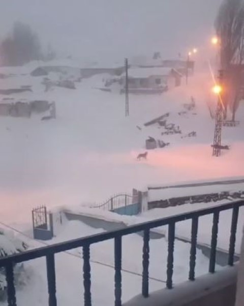 Dağda aç kalan kurtlar köyün kabusu oldu