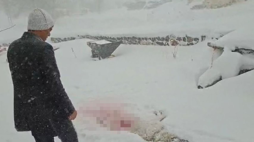 Dağda aç kalan kurtlar köyün kabusu oldu